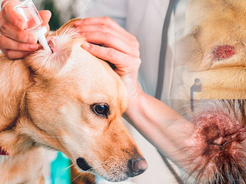¿Cuáles son las infecciones más comunes en los perros?
