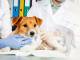 Colitis in dogs symptoms, cause, risk factors, treat