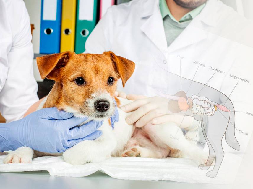 Colitis en perros síntomas, causa, factores de riesgo, tratamiento