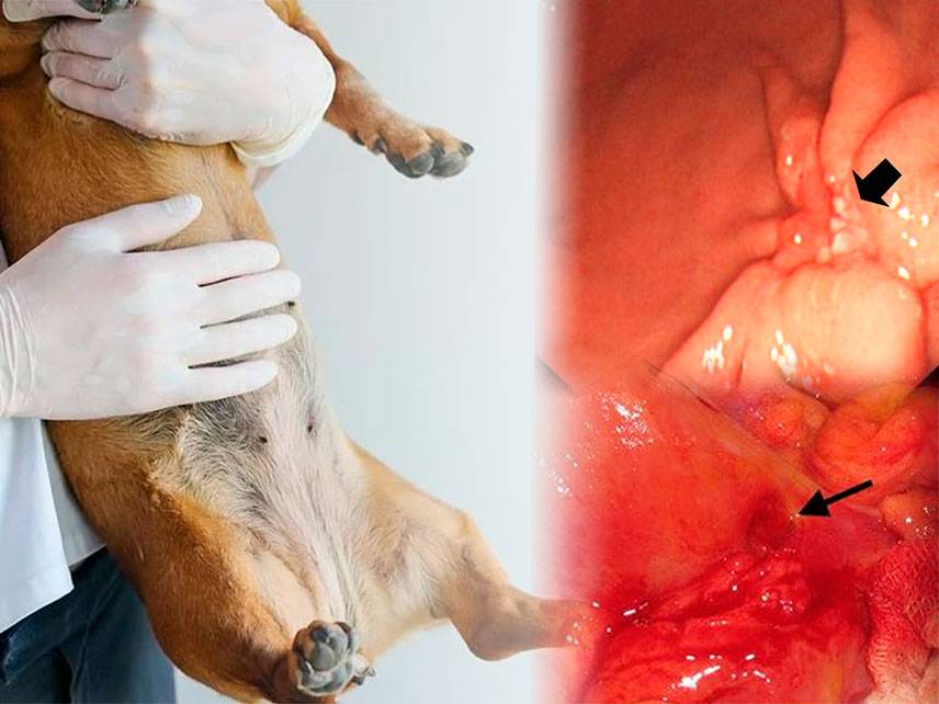 ¿Cómo se trata una úlcera gastrointestinal en un perro?