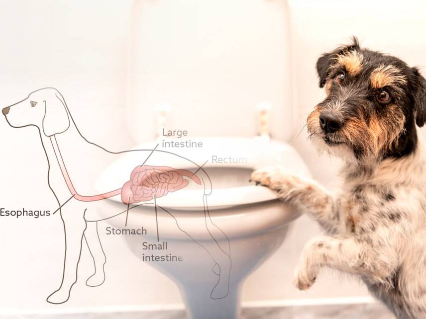 Estreñimiento canino: síntomas, causas, diagnóstico y tratamiento.